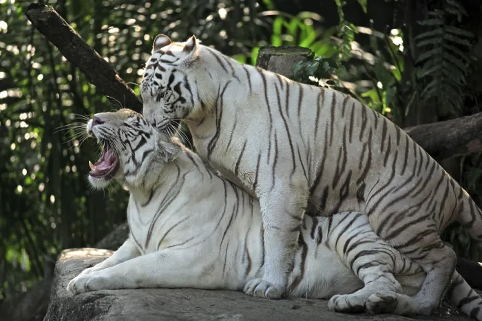 Framed Print : White Bengal Tigers (Panthera tigris tigris) Framed Print : White Bengal Tigers (Panthera tigris tigris)