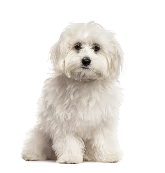Framed Print : White Bichon sitting, isolated on white Framed Print : White Bichon sitting, isolated on white