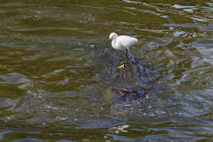Framed Print : A white bird stands on a swimming alligator in flowing water