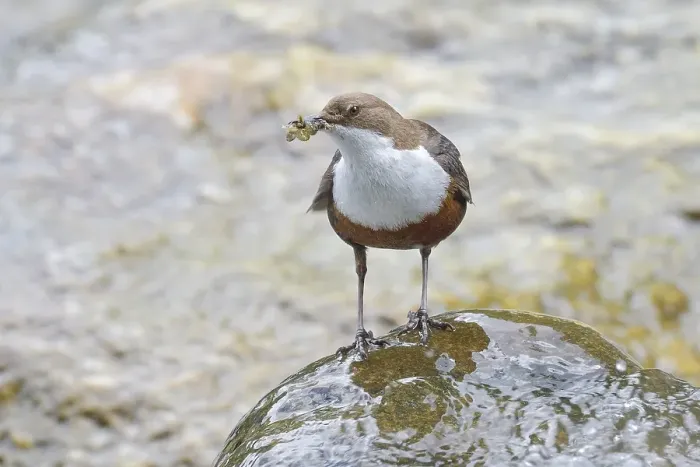 Framed Print : White-breasted dipper (Cinclus cinclus) with insect larvae