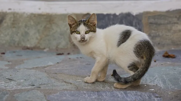 Framed Print : White and brown cat on floor tiles