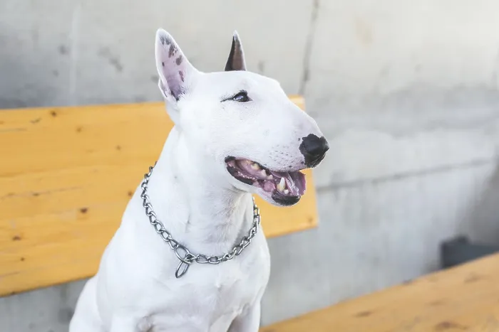 Framed Print : White bull terrier with chain collar sitting on yellow bench against concrete wall