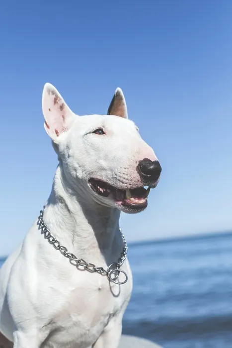 Framed Print : White bull terrier with chain collar smiling near sea under blue sky
