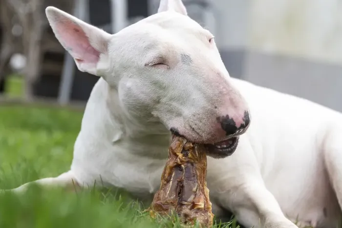 Framed Print : White bull terrier enjoying a meat treat Framed Print : White bull terrier enjoying a meat treat