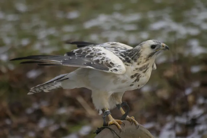 Framed Print : White buzzard