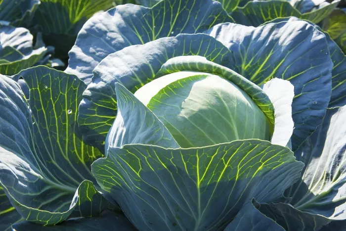 Framed Print : White Cabbage (Brassica oleracea)