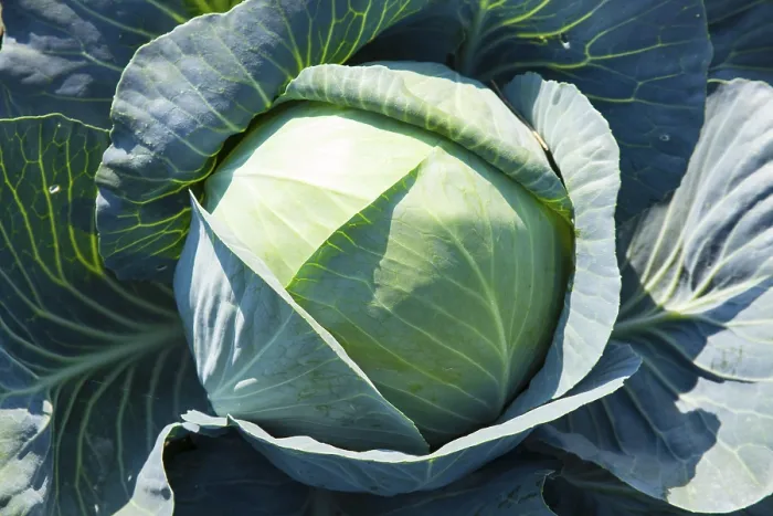 Framed Print : White Cabbage (Brassica oleracea) Framed Print : White Cabbage (Brassica oleracea)