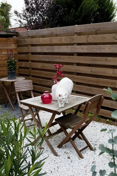 Framed Print : White cat in garden