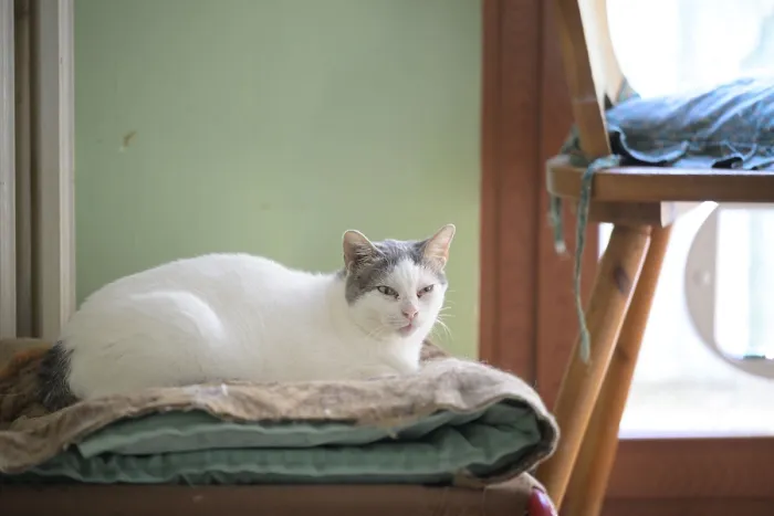 Framed Print : A white cat with gray ears is lounging on a cushion inside a sunlit room Framed Print : A white cat with gray ears is lounging on a cushion inside a sunlit room