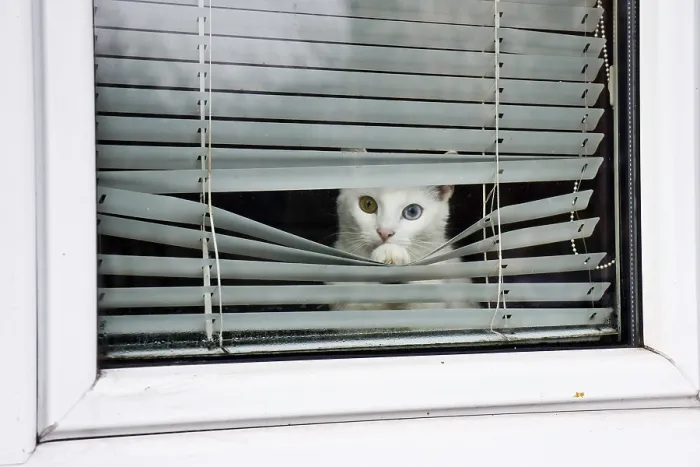 Framed Print : A white cat with heterochromia peers through window blinds