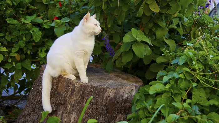 Framed Print : White cat sitting on a tree stump surrounded by green foliage and plants Framed Print : White cat sitting on a tree stump surrounded by green foliage and plants