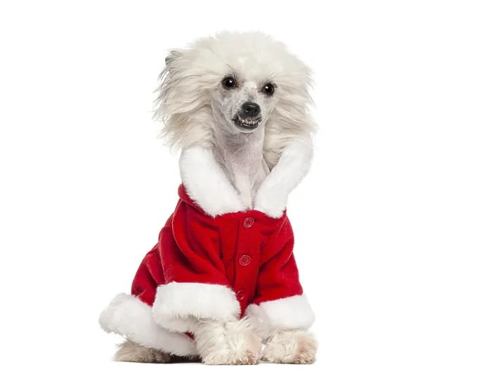 Framed Print : White chinese crested dog wearing a red santa costume Framed Print : White chinese crested dog wearing a red santa costume