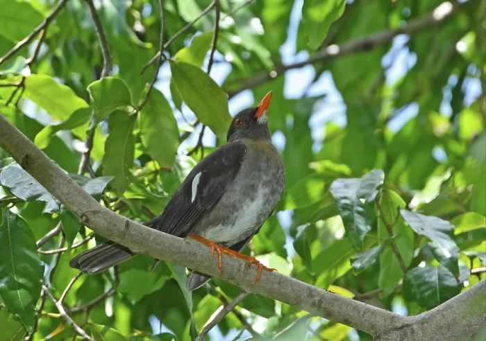 Framed Print : White-chinned thrush (Turdus aurantius) adult