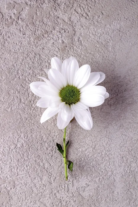 Framed Print : White chrysanthemum lies on a beige stone