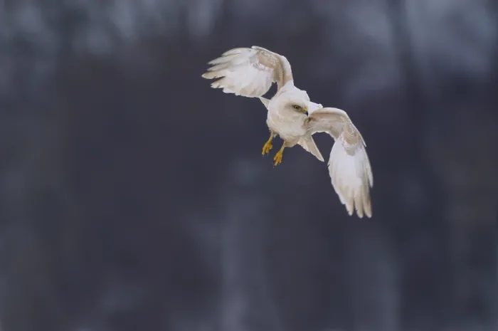 Framed Print : White Common Buzzard (Buteo buteo), flying