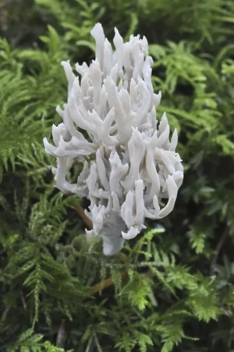 Framed Print : White coral fungus (Clavulina cristata) fruiting body