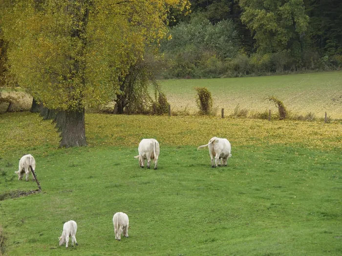 Framed Print : White cows graze on an autumn meadow next to trees with yellow leaves