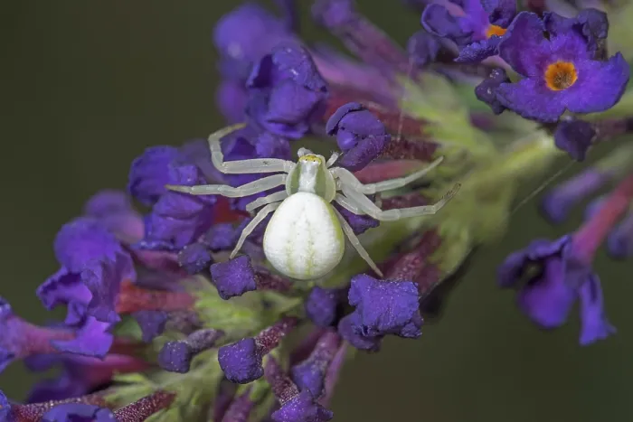 Framed Print : White crab spider (Misumena vatia) on purple flower of butterfly bush (Buddleja) close-up
