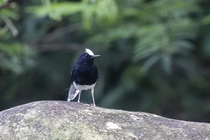 Framed Print : White-crowned Forktail (Enicurus leschenaulti) Framed Print : White-crowned Forktail (Enicurus leschenaulti)