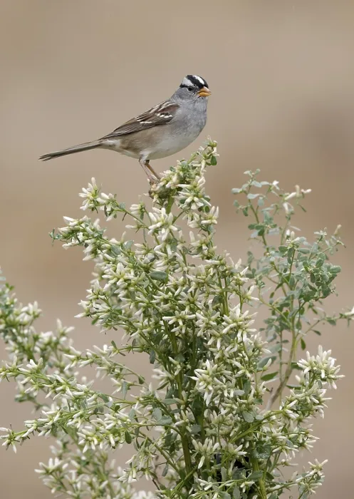 Framed Print : White-crowned Sparrow (Zonotrichia leucophrys) perched on branch