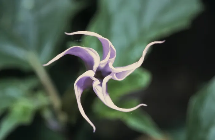 Framed Print : White datura (Datura stramonium var. stramonium)