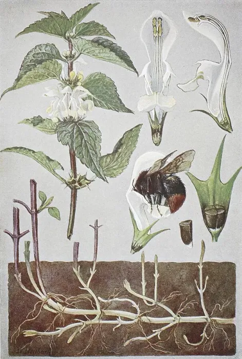 Framed Print : White dead-nettle (Lamium) album Framed Print : White dead-nettle (Lamium) album