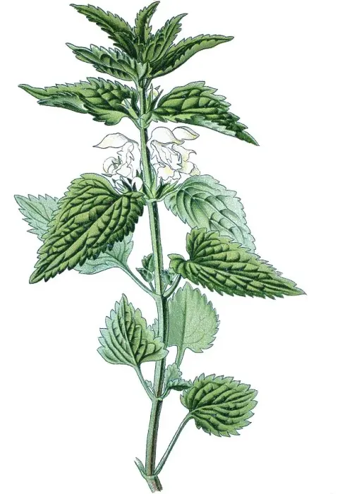 Framed Print : White deadnettle (Lamium album) Framed Print : White deadnettle (Lamium album)