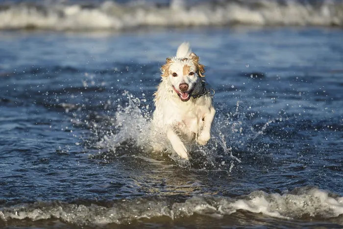 Framed Print : White dog bathes in the sea in Poland Framed Print : White dog bathes in the sea in Poland