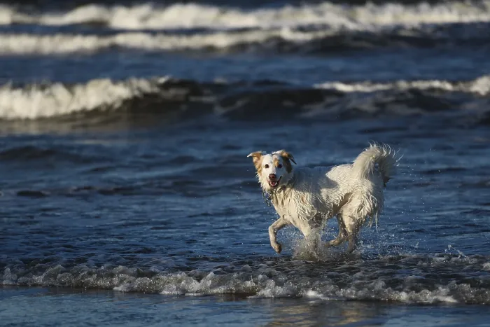 Framed Print : White dog bathes in the sea in Poland