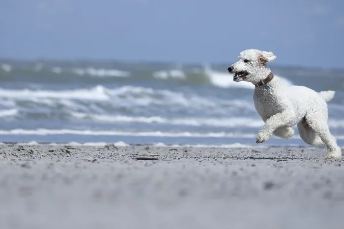 Framed Print : A white dog, King Poodle, runs joyfully along the beach