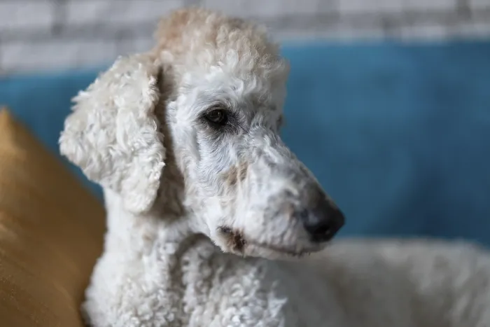 Framed Print : White dog, king poodle sitting on sofa with pillow in living room