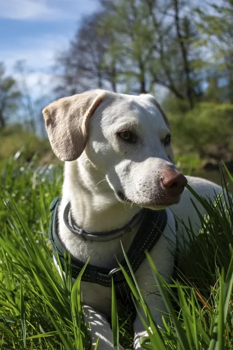Framed Print : A white dog lies on the riverbank in the sunshine