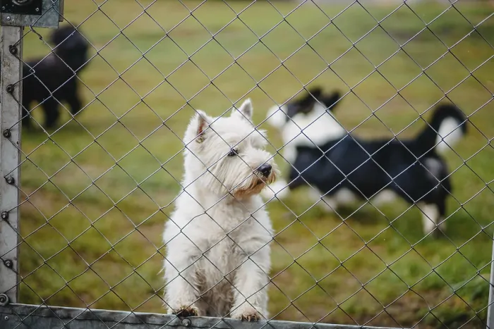 Framed Print : A white dog looks through a chain-link fence at other dogs Framed Print : A white dog looks through a chain-link fence at other dogs