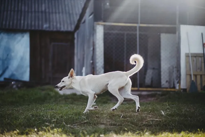 Framed Print : White dog in motion on grass with sun rays outdoors near a fenced area