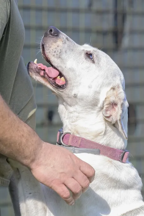 Framed Print : White dog with open mouth showing affection to a human Framed Print : White dog with open mouth showing affection to a human
