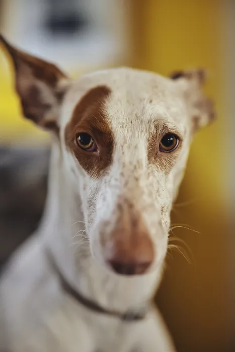 Framed Print : White dog, Podenco, with a brown spot on his face