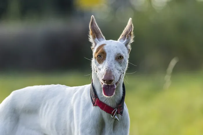 Framed Print : White dog, Podenco, with brown spots