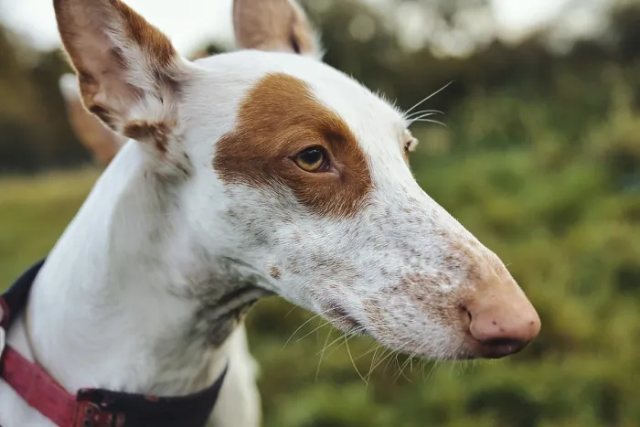 Framed Print : White dog, Podenco, with brown spots in a meadow Framed Print : White dog, Podenco, with brown spots in a meadow