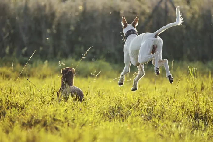 Framed Print : White dog, Podenco, flying over a sunny meadow