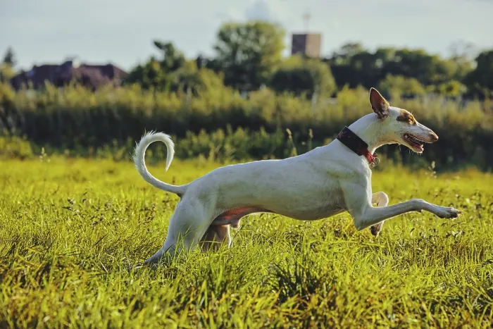 Framed Print : White dog, Podenco, running on a sunny meadow Framed Print : White dog, Podenco, running on a sunny meadow