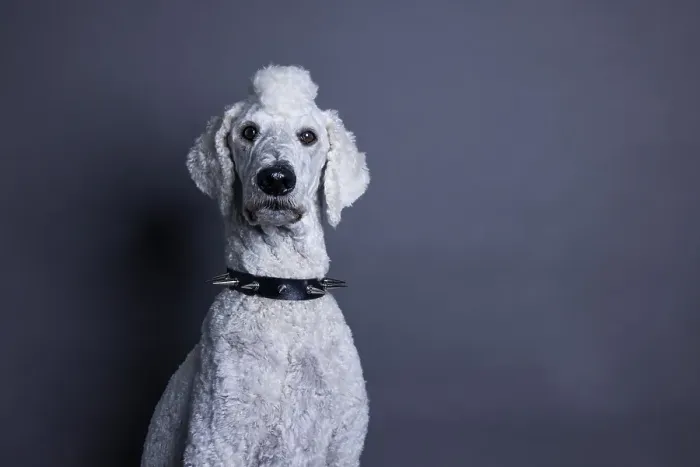 Framed Print : White dog, poodle, king poodle