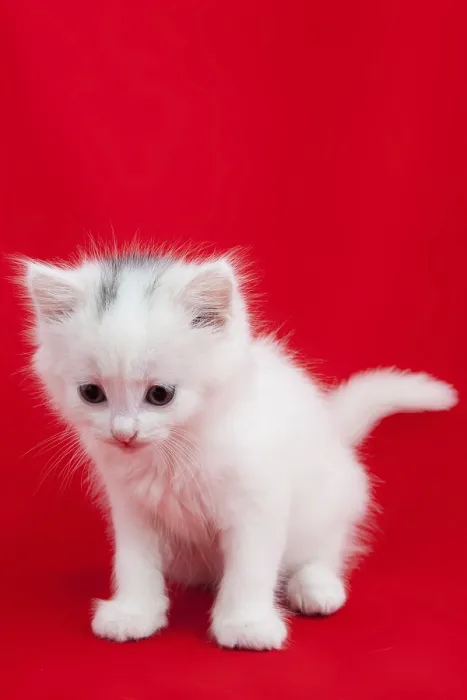 Framed Print : White domestic cat laying down on a red background Framed Print : White domestic cat laying down on a red background
