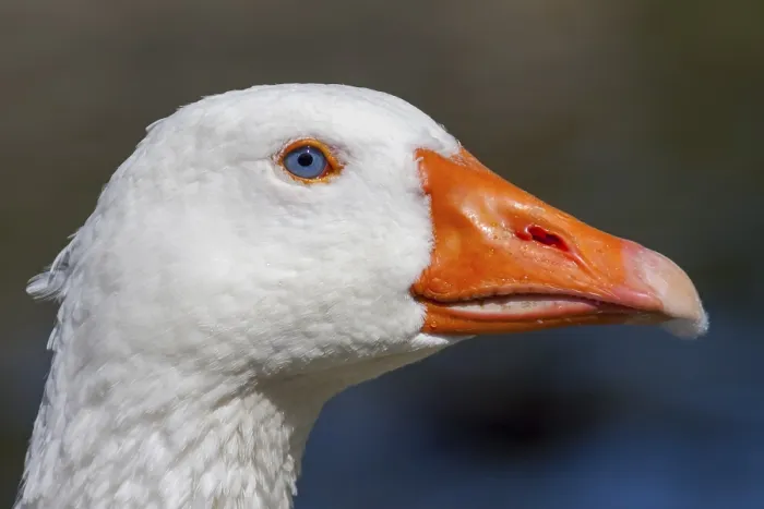 Framed Print : White domestic goose (Anser anser forma domestica) with blue