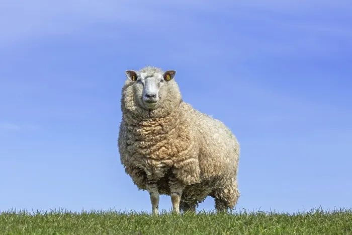 Framed Print : White domestic sheep ewe with thick wool coat in meadow in spring