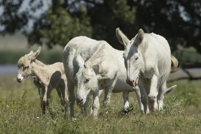 Framed Print : White donkey (Equus asinus asinus) Framed Print : White donkey (Equus asinus asinus)