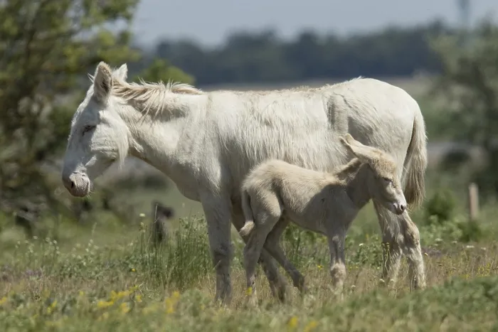 Framed Print : White donkey (Equus asinus asinus) Framed Print : White donkey (Equus asinus asinus)
