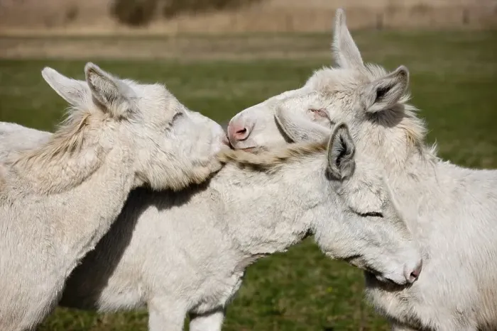Framed Print : White donkeys grooming each other