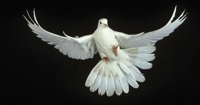 Framed Print : White Dove (columba livia), Adult in Flight against Black Background