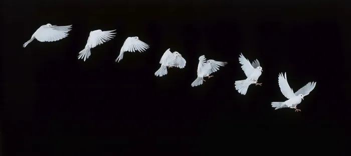Framed Print : White dove, in flight, movement sequence Framed Print : White dove, in flight, movement sequence