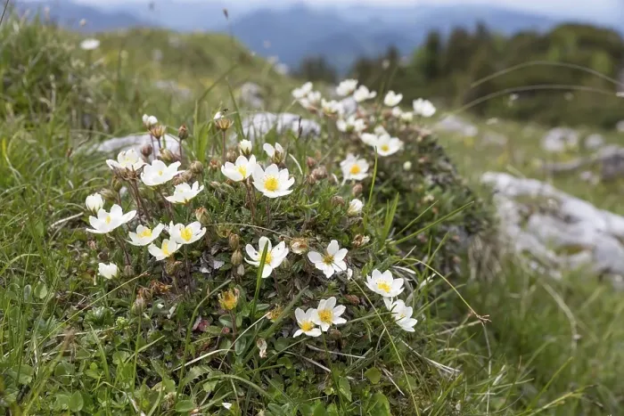 Framed Print : White dryad (Dryas octopetala) in the Alps Framed Print : White dryad (Dryas octopetala) in the Alps